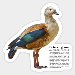 Orinoco goose tropical bird black text Sticker